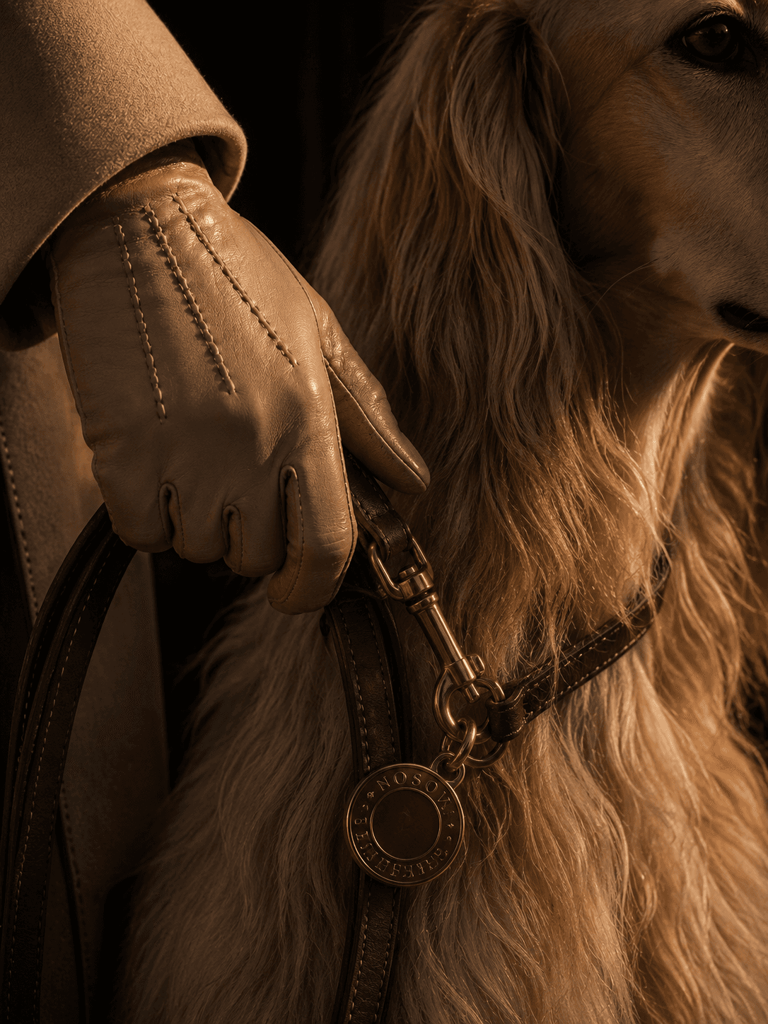 Gloved hand holding a leash beside a sighthound in warm evening light.